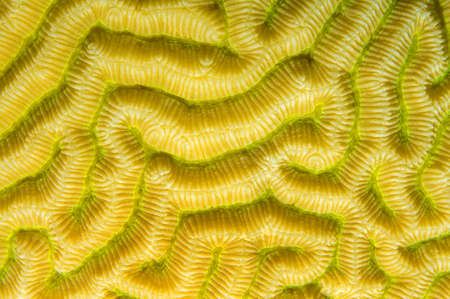 Coral, close-up, Red Sea, Egypt, Africa