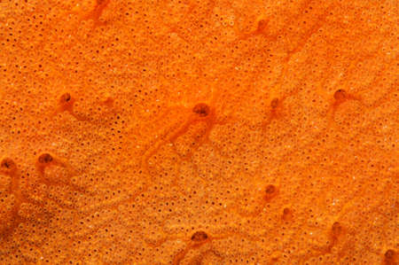 Colonies of Ascidian (Bortulloides violaceus) Sea of ??Japan, Rudnaya Pristan, Far East, Primorsky Krai, Russiaの写真素材