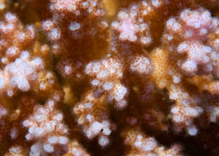 Coral, close-up, Red Sea, Egypt, Africa
