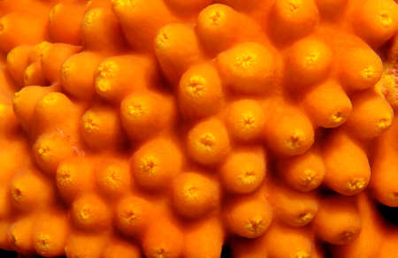 Coral, close-up, Red Sea, Egypt, Africa