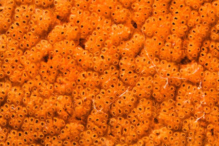 Colonies of Ascidian (Bortulloides violaceus) Sea of ??Japan, Rudnaya Pristan, Far East, Primorsky Krai, Russiaの写真素材