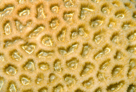 Coral, close-up, Red Sea, Egypt, Africa