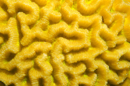green sea turtle (Chelonia mydas) eating sea grass at the sandy bottom and exits the frame (tripod) Red sea, Marsa Alam, Abu Dabab, Egyptの写真素材