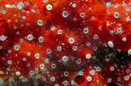 Coral, close-up, Red Sea, Egypt, Africa