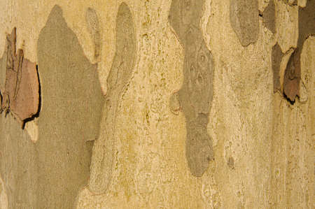 a tree structureの写真素材