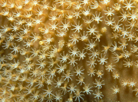 Coral, close-up, Red Sea, Egypt, Africa