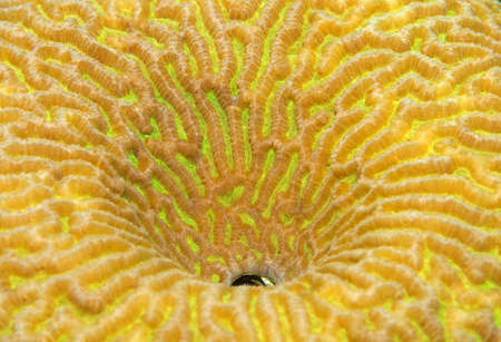 Coral, close-up, Red Sea, Egypt, Africa