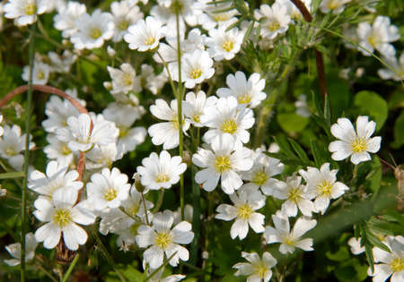 Wild flowers of Siberia Lake Baikal, Siberia, Russian Federationの写真素材
