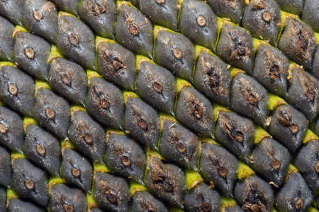 Sunflower (Helianthus annuus), close-up of seeds, Odessa, Ukraine, Eastern Europeの写真素材