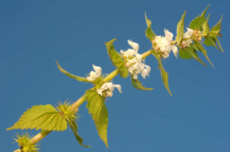 White nettle, white dead-nettle (Lamium album). Lake Baikal, Siberia, Russian Federation