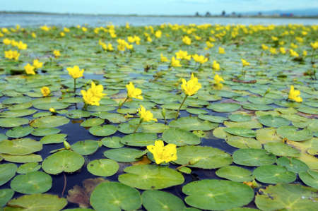 Yellow Water-lily, Brandy-Bottle (N?phar l?tea) . Siberia, Russian Federationの写真素材