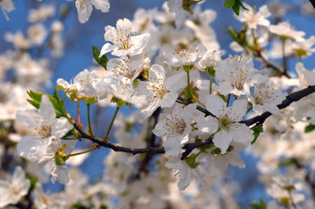 Blossoming Cherry (Prunus avium), Ukraine, Eastern Europe
