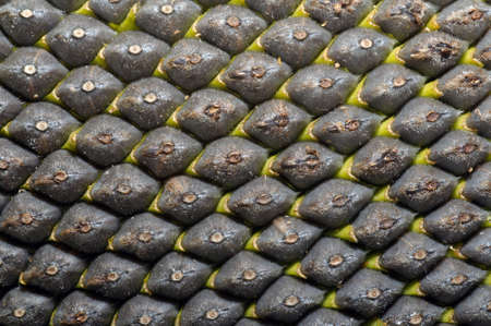 Sunflower (Helianthus annuus), close-up of seeds, Odessa, Ukraine, Eastern Europeの写真素材