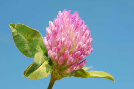 Purple-globe Clover, owl head clover (Trifolium alpestre). Lake Baikal, Siberia, Russian Federationの写真素材