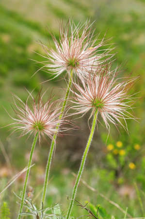 Eastern pasqueflower (Pulsatilla patens), Ukraine, Eastern Europe