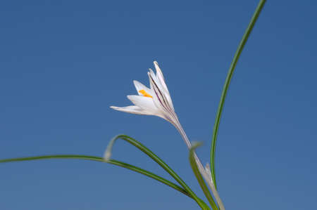 Crocus (Crocus reticulatus) Odessa region, Ukraineの写真素材