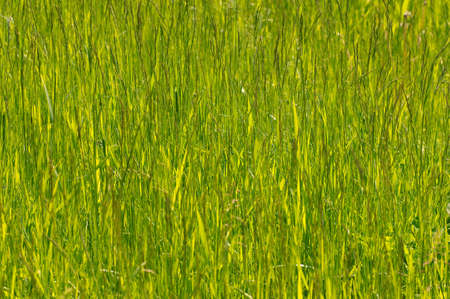 Green grass. Lake Baikal, Siberia, Russian Federation.の写真素材