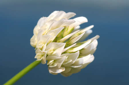 Trifolium alexandrinum, Egyptian clover, beerseem clover (Trifolium alpestre). Lake Baikal, Siberia, Russian Federation.の写真素材