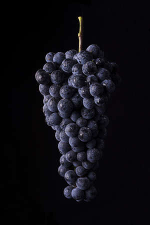 bunch of ripe dark grape with drops of water isolated on black backgroundの写真素材