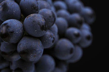 Close up, ripe dark grape berry isolated on black backgroundの写真素材