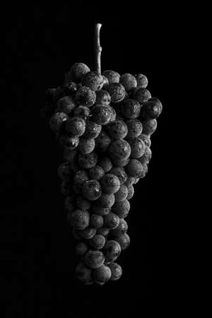 bunch of ripe darck grape with drops of water isolated on black backgroundの写真素材