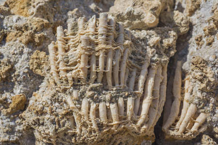 Coral fossil texture background