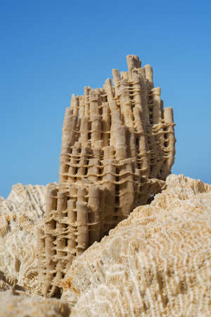 Coral fossil of the sky background