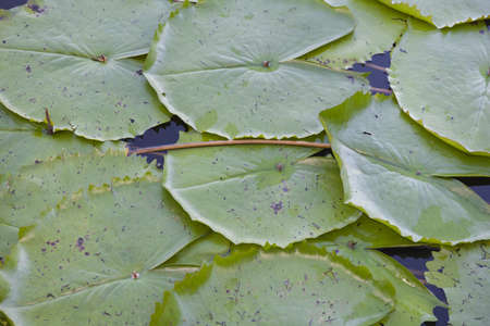 Background of water lily leaves (Nymphaea capensis)の写真素材