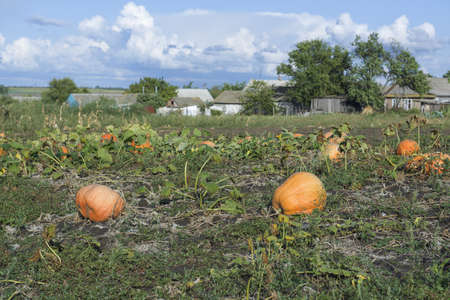 Orange pumpkins at outdoor farm. Pumpkin patch.の写真素材