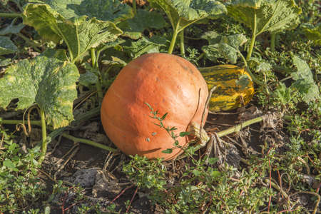 Orange pumpkins at outdoor farm. Pumpkin patch.の写真素材