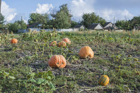 Orange pumpkins at outdoor farm. Pumpkin patch.の写真素材