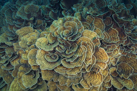 Coral colonies Mycedium, Lettuce Coral. High-angle shot, backgroundの写真素材