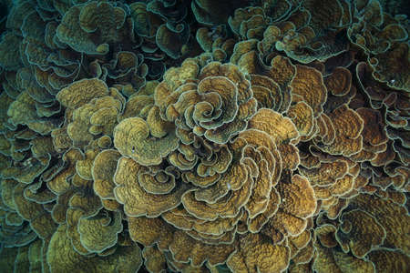 Coral colonies Mycedium, Lettuce Coral. High-angle shot, backgroundの写真素材
