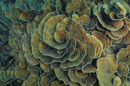 Coral colonies Mycedium, Lettuce Coral. High-angle shot, backgroundの写真素材