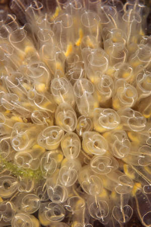 colony of Lightbulb sea squirt (Clavelina lepadiformis)の写真素材