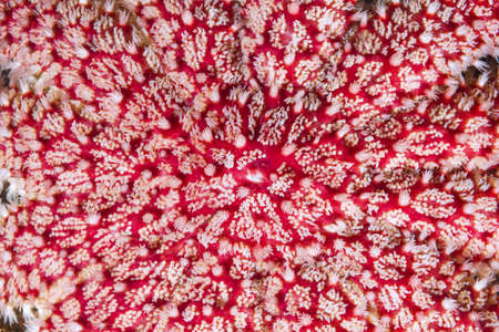 Close-up of Snowflake Star or Common Sun Star (Crossaster papposus)の写真素材