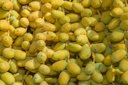 Closeup, Ripe yellow fruits dates on date palm. Background yellow fruits datesの写真素材