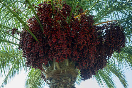 Ripe red fruits dates on date palm on the blue sky backgroundの写真素材