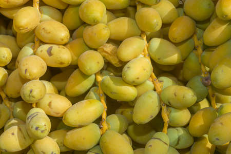 Closeup, Ripe yellow fruits dates on date palm. Background yellow fruits dates