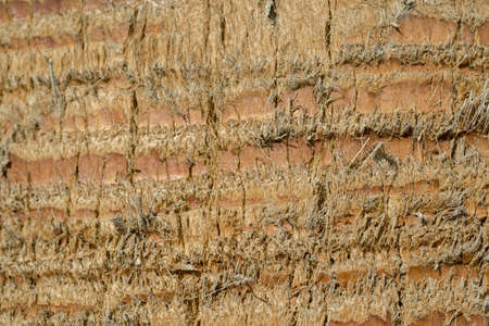 Close up of palm tree background. Coco palm detail bark textureの写真素材