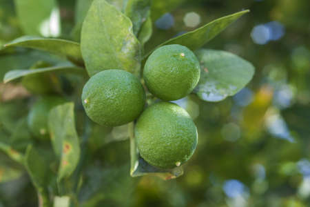 Branches Lime tree with fruitsの写真素材