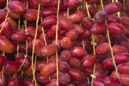 Closeup, Ripe red fruits dates swaying to the wind on date palm. Background red fruits datesの写真素材