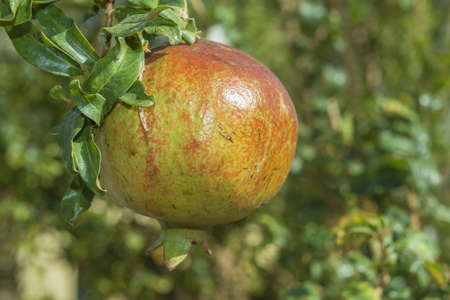 Ripe pomegranate fruit on tree branch. Pomegranate, Punica granatumの写真素材