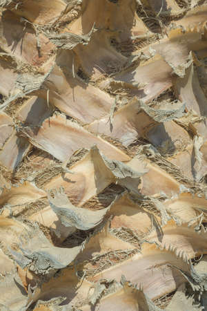 Close up of palm tree background. Coco palm detail bark textureの写真素材