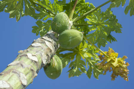 Fruits Papaya, Papaw or Pawpaw, Carica papaya growing on a tree on blue sky backgroundの写真素材