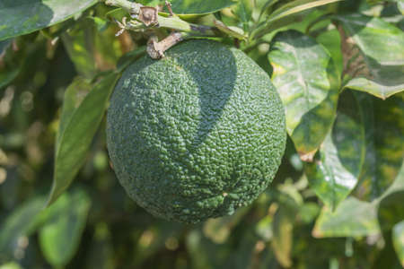 Branches tree with green orange fruitの写真素材