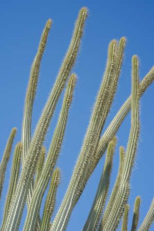cactus  Pachycereus on blue sky backgroundの写真素材