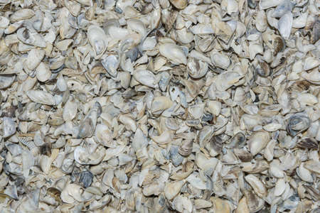 Natural shells background. Zebra mussel (Dreissena polymorpha), Kakhovka Reservoir, Dnieper River, Nikopol region, Ukraine, Eastern Europeの写真素材