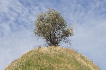 Lonely tree on top of a hill on blue sky background. Silverberry or Wolf-willow (Elaeagnus commutata) on the top of the Scythian mound, Nikopol region, Ukraine, Eastern Europeの写真素材