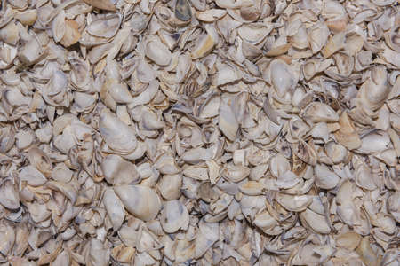 Natural shells background. Zebra mussel (Dreissena polymorpha), Kakhovka Reservoir, Dnieper River, Nikopol region, Ukraine, Eastern Europeの写真素材